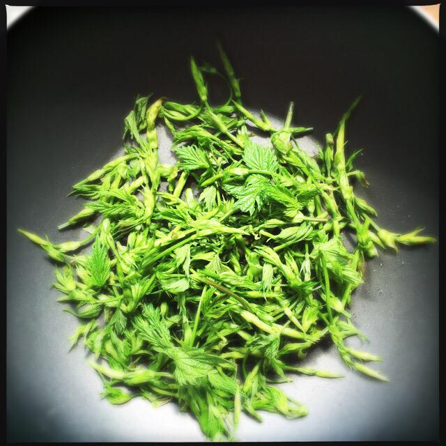 Culinary_H's tweet photo. Conoscere il territorio, conoscere le erbe spontanee: il luppolo selvatico detto 'Luvertin' #EarthDay2015 http://t.co/OJjTeTOMfm