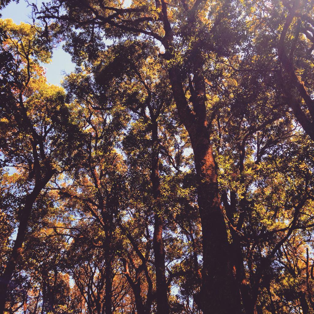 Feliz Dia de la Tierra!🌎agradezcamos las bellezas y tesoros que nos regala la naturaleza. A cuidar y valorarla! 🌳🐘🙏🌺💐