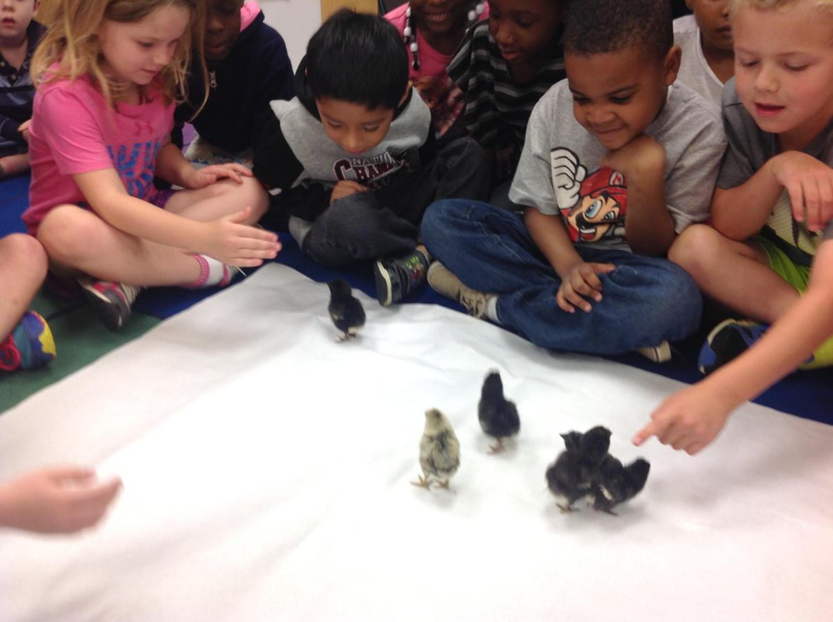 creswellk5's tweet photo. We were excited to play with our baby chicks!@sprshines @AlysonPerrin http://t.co/WioMtLl49b