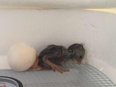creswellk5's tweet photo. Our first baby chick! http://t.co/HBr2vNulN5