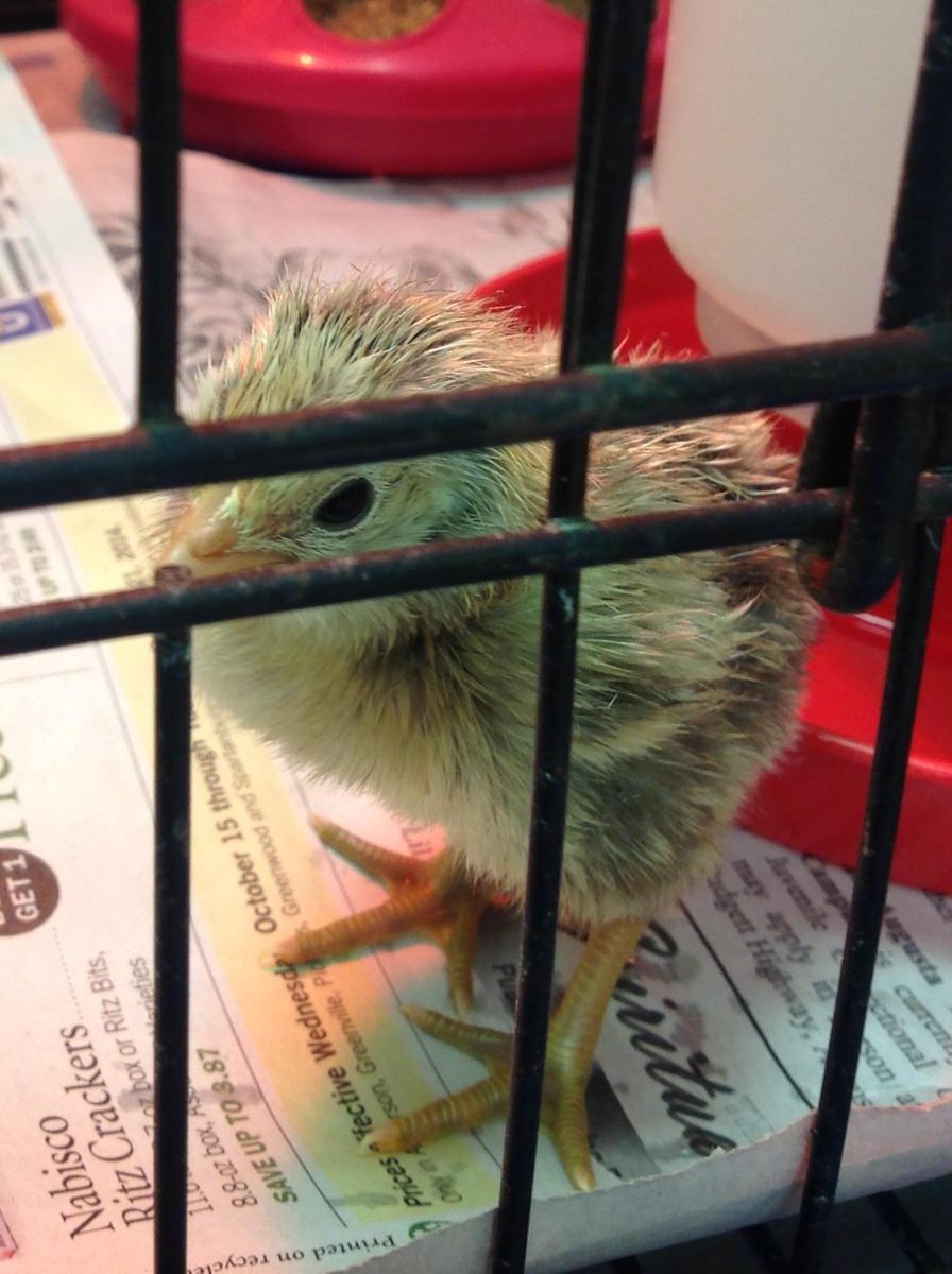 creswellk5's tweet photo. Isn't he cute!! http://t.co/o2VMdDD0IY
