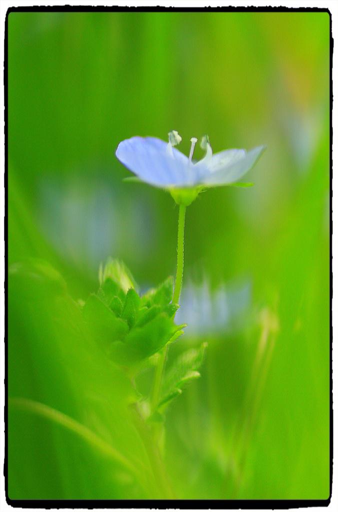 小さな野草

虫の視点を想像しながら、
草の中に潜ってみた。
マクロレンズ越しの私の世界だ。

#ファインダー越しの私の世界
#photography