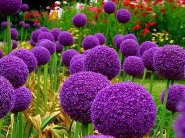 PardueSuzanne's tweet photo. Earth laughs in flowers...
- Ralph Waldo Emerson

#HappyEarthDay2015 http://t.co/JbpLVOdsiU