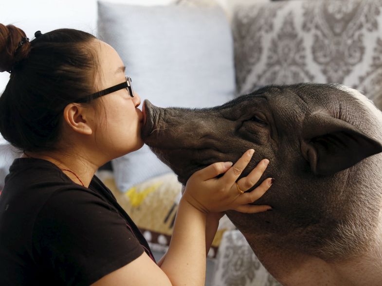 TODAYonline's tweet image. PICTURES: Woman and pet pig become internet sensation after she posts pix on social media tdy.sg/1Dhlxp3