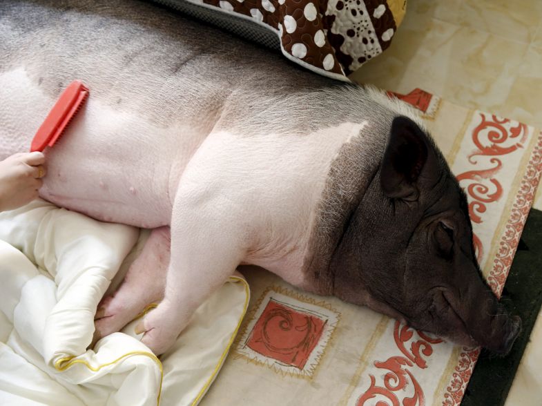 TODAYonline's tweet image. PICTURES: Woman and pet pig become internet sensation after she posts pix on social media tdy.sg/1Dhlxp3