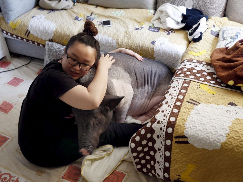 TODAYonline's tweet image. PICTURES: Woman and pet pig become internet sensation after she posts pix on social media tdy.sg/1Dhlxp3