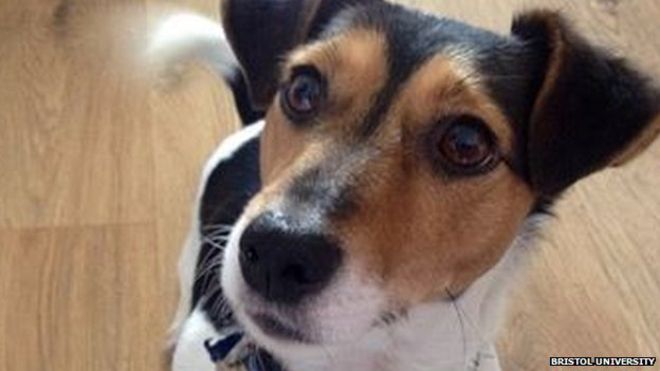 ChilternDogs's tweet image. Bristol University's spinning dogs research ...bbc.co.uk/news/uk-englan…