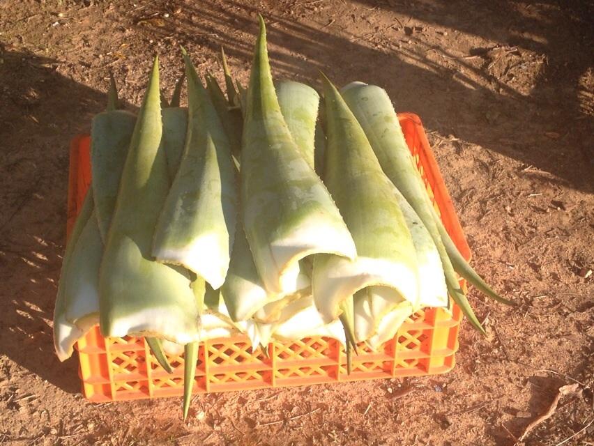 Look how green &amp; round, Aloe Vera had a very good winter. Beautiful product. We will have a happy Portuguese client.