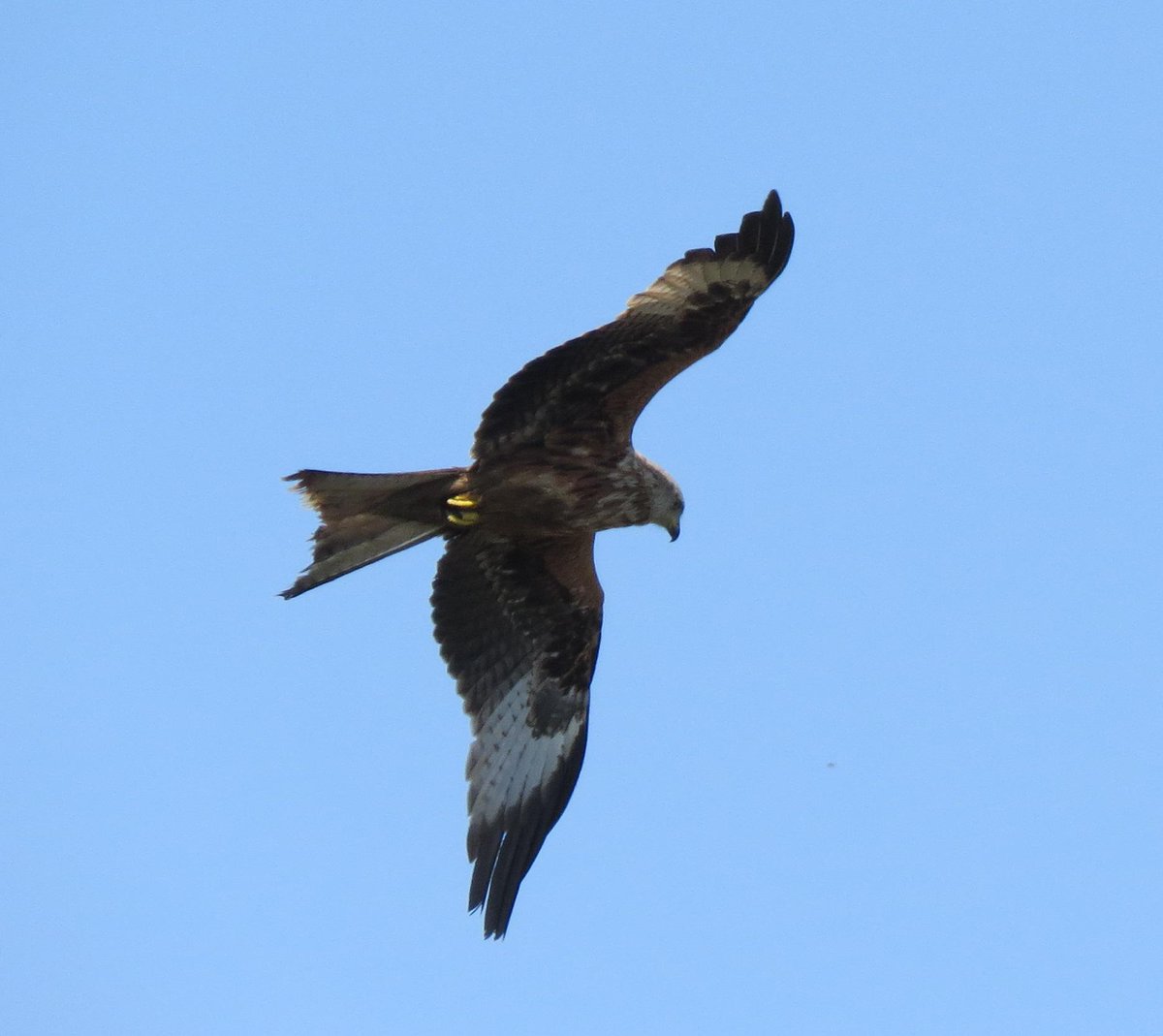 FinchCarole's tweet photo. @AvonBirding  Not the best quality picture, but this was the Red Kite that hung around Winford for 3 hours on Monday http://t.co/hoSy4qUacx
