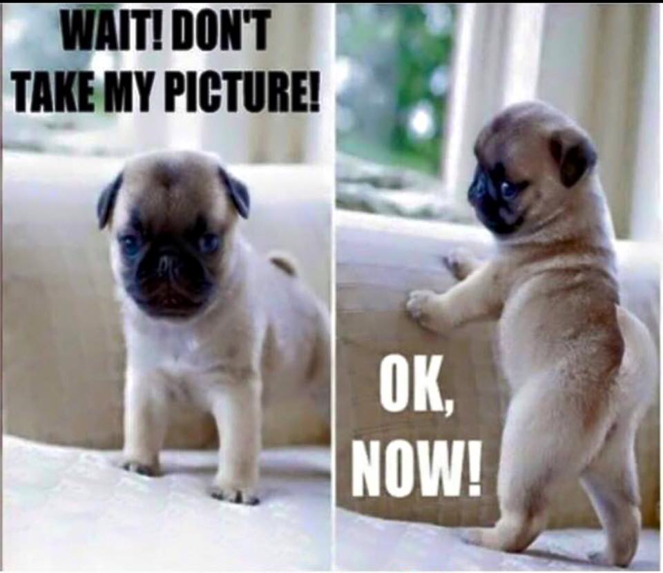 BadDogATL's tweet photo. So. Adorable. #baddog #divadog #nothisismygoodside http://t.co/pfrZyZEAyR