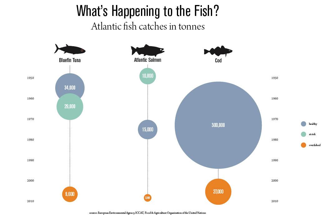 PaliwodaGroup's tweet photo. See how catches of tuna, salmon &amp; cod have plummeted in recent decades as fish populations collapse. #EarthDay http://t.co/6Ii4KmRiOV