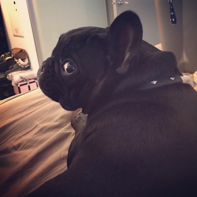 dillonthadude's tweet photo. Some #frenchies turn to a life of crime... #criminalfrenchie #bullylife #bully #bullyinsta… http://t.co/6qHiK0vNdH http://t.co/i3Rf5jEK3c