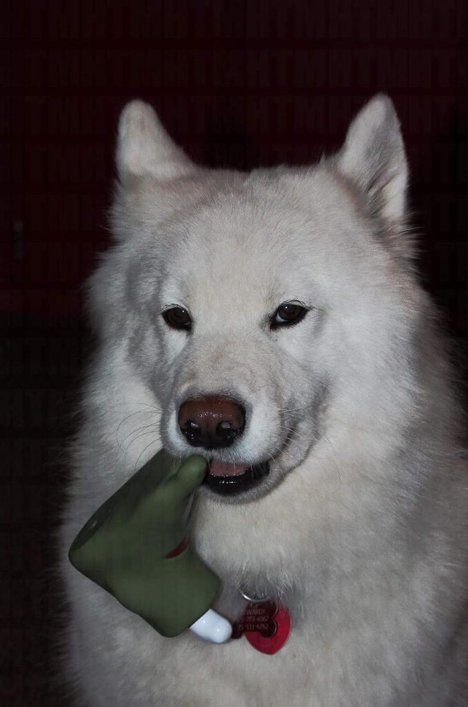 ArticCrossHeli's tweet image. NBD just killin zombies n ignoring names... Cuz I don't care about zombie names... #Sammiesoftwitter #AKCSamoyed