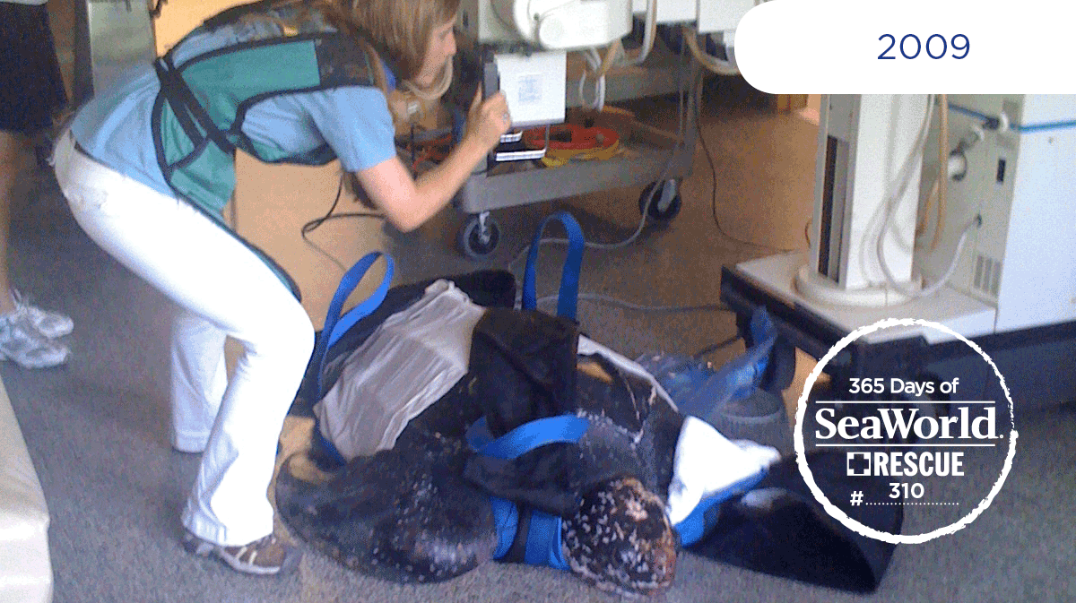 SeaWorld's tweet photo. Here a #SeaWorld veterinarian is taking x-rays to monitor this rescued leatherback sea turtle. #365DaysOfRescue http://t.co/P8otdC2OcI