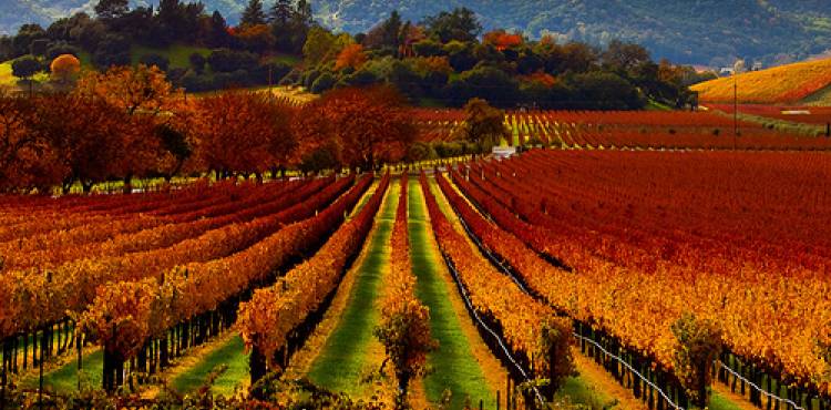 eightyapp's tweet image. Wine routes around #Barcelona: #cava , #penedes , #alella wine and more goo.gl/oBMkwS  @bcnmoltmes