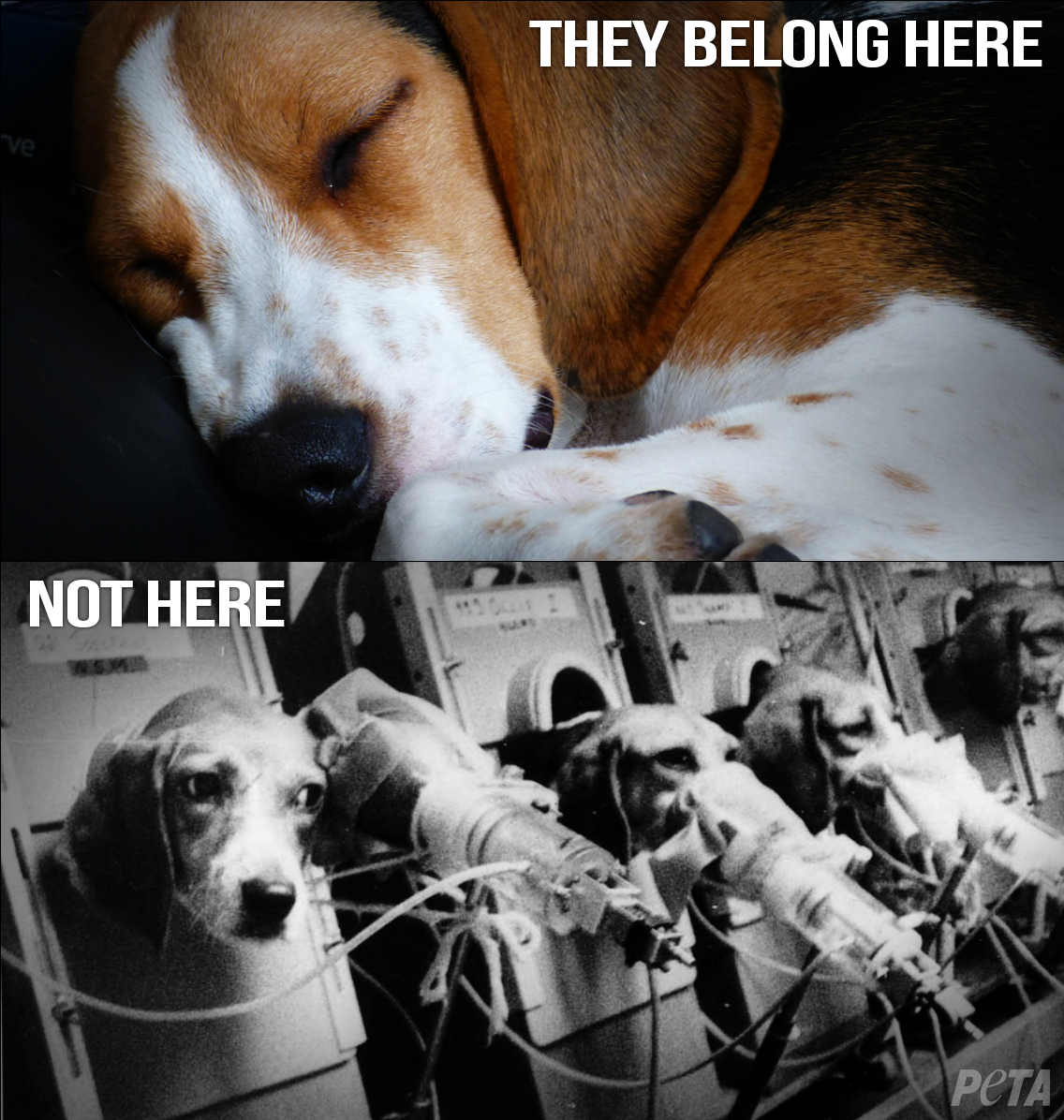 peta's tweet photo. Dogs should be sleeping, NOT smoking. They’re forced to inhale for HOURS.

RT if u want to #StopAnimalTests! #WW4AIL http://t.co/Cn8asvkz1Z