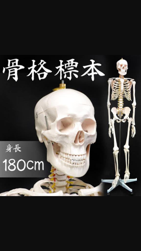 人体骨格標本