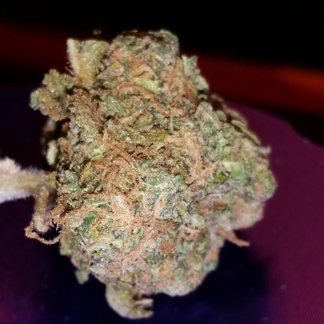 WEEDOFIG's tweet photo. #WakenBake with this #BlueDream got me #InMyZone . Have a great day everyone, #staymedicated fam!
#KingsofKushCo👑 … http://t.co/V1mPn5Pe4m