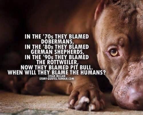 NemoNewfie's tweet image. Never a truer word! #dontblamethebreed #blamethehumans