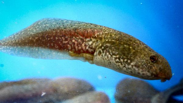 Fish, snails, and tadpoles are here! Fish will be ready for the weekend. Snails and tadpoles can go home today!