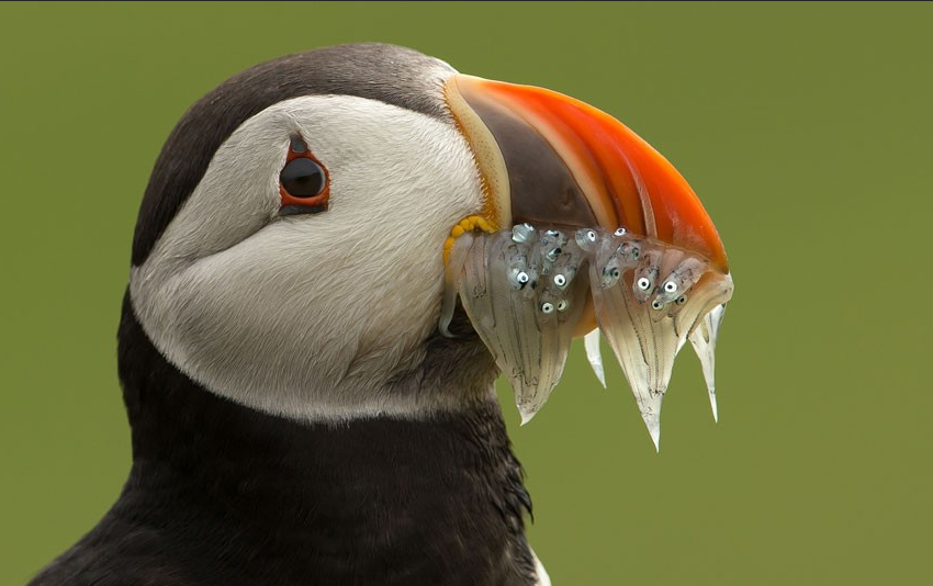 LewisPugh's tweet photo. On #EarthDay let's celebrate our oceans - home to nearly 1/2 the world's known species. Please RT. http://t.co/OOuQXMyMKp
