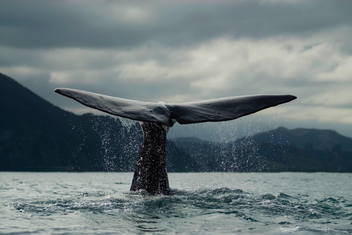 LewisPugh's tweet photo. On #EarthDay let's celebrate our oceans - home to nearly 1/2 the world's known species. Please RT. http://t.co/OOuQXMyMKp