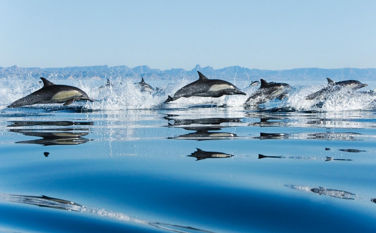 LewisPugh's tweet photo. On #EarthDay let's celebrate our oceans - home to nearly 1/2 the world's known species. Please RT. http://t.co/OOuQXMyMKp