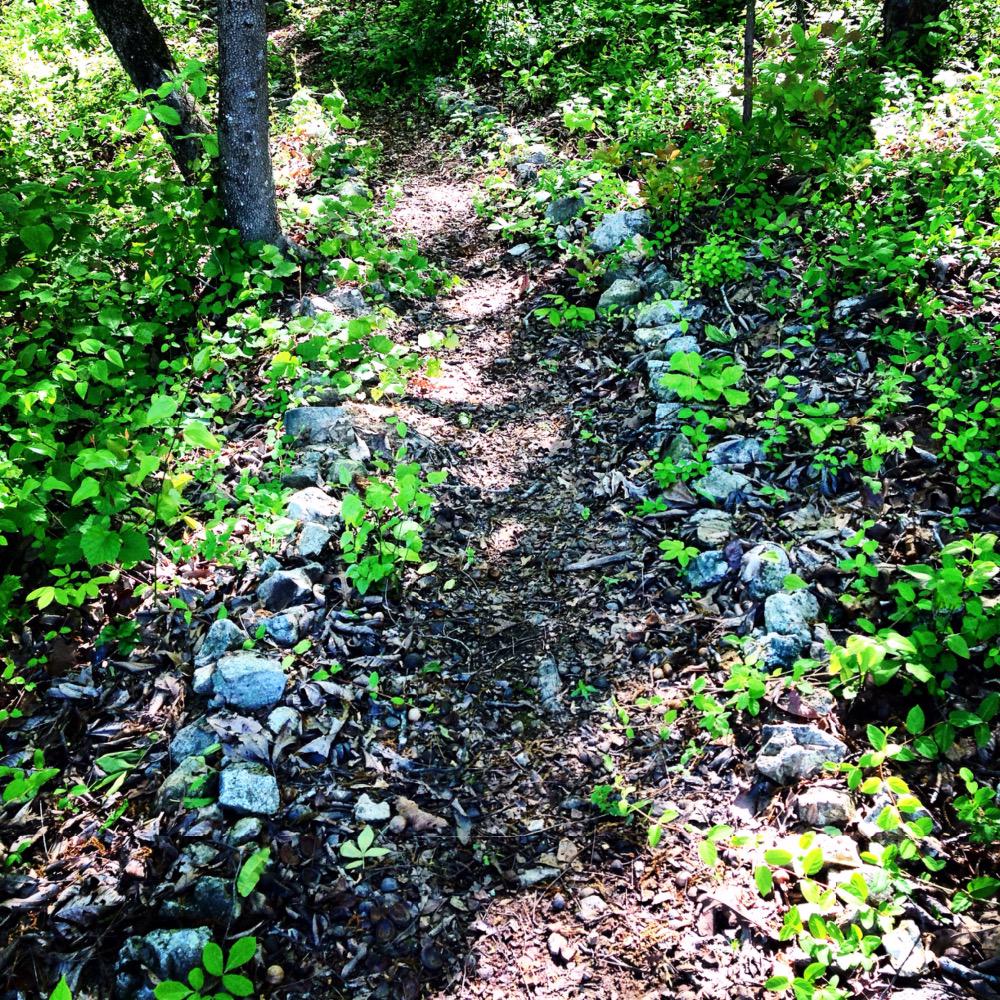CultureRelay's tweet photo. How appropriate! Leafy green run on #EarthDay! Where are you running? #culturerelay http://t.co/yuBp7JANW5
