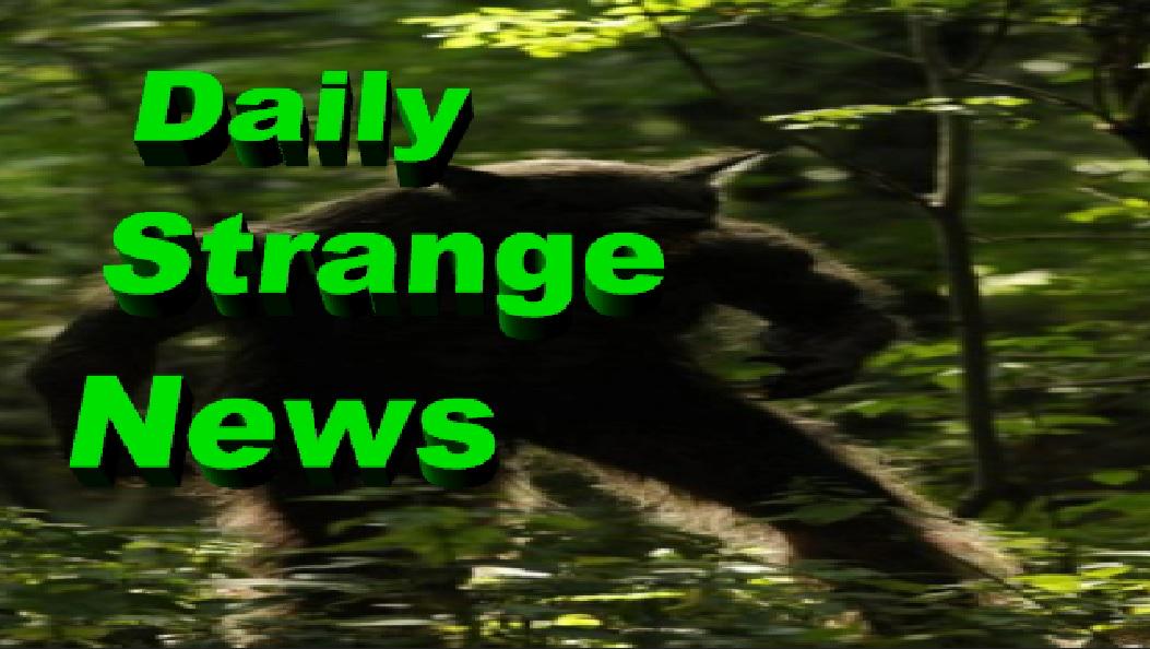 DailyStrangeNew's tweet photo. Recent sightings #ChasingWerewolves and #Cryptids using Drones Part 1 #DailyStrangeNews #video http://t.co/wAKIX03cTF http://t.co/mPC7z5Y5H3