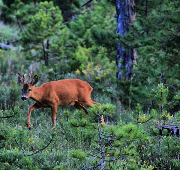 RT <a href="/javi_pasioncaza/">❤LOCO POR LA CAZA❤</a>: Les mata la curiosidad.