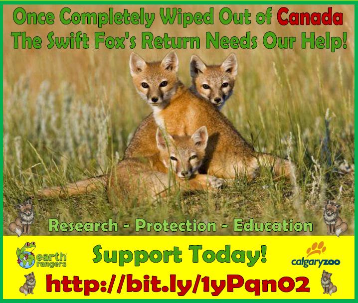 SilentHowls's tweet photo. It's #EarthDay2015 Pls Help the Return of the #SwiftFox in #Canada! @EarthRangers @calgaryzoo #edangered #prairielife http://t.co/bMNsMFi8m2