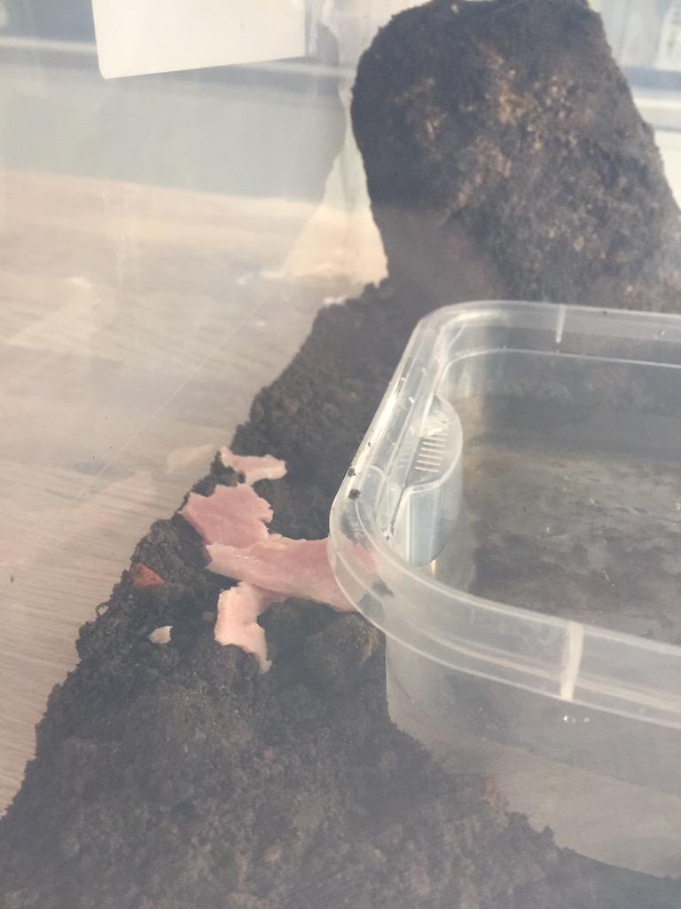 MattP_86's tweet photo. @_Emeliaa @Teon91 Just tried to feed him Ham... Do they eat ham? He won't leave his rock... Possibly dead 🙈😬 http://t.co/V2EWgROcaA