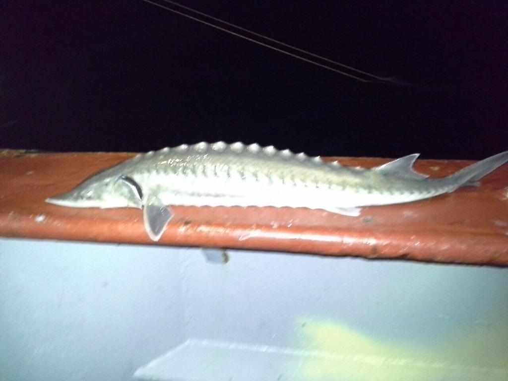 Steurtje gevangen. Maar weer in vrijheid losgelaten. #Northsea