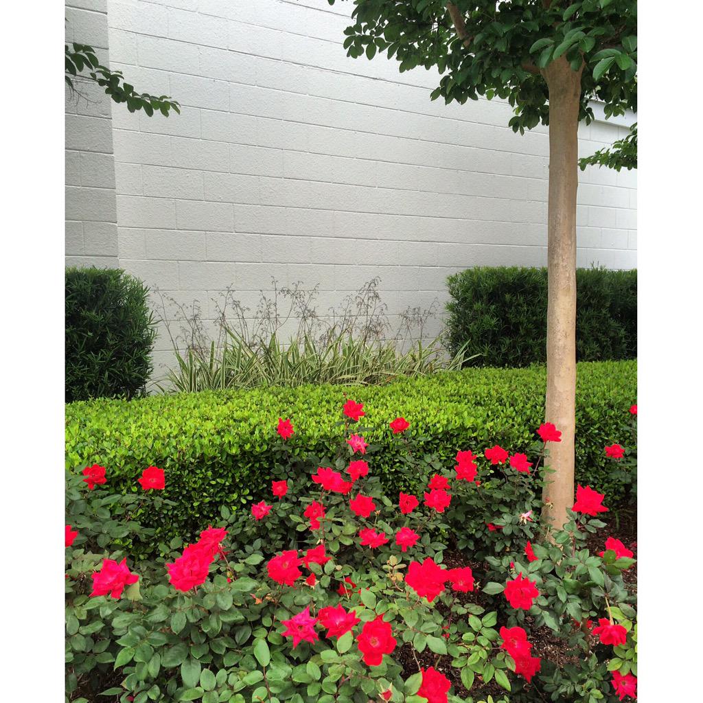 stop &amp; smell the roses. #bbdlife #happyearthday