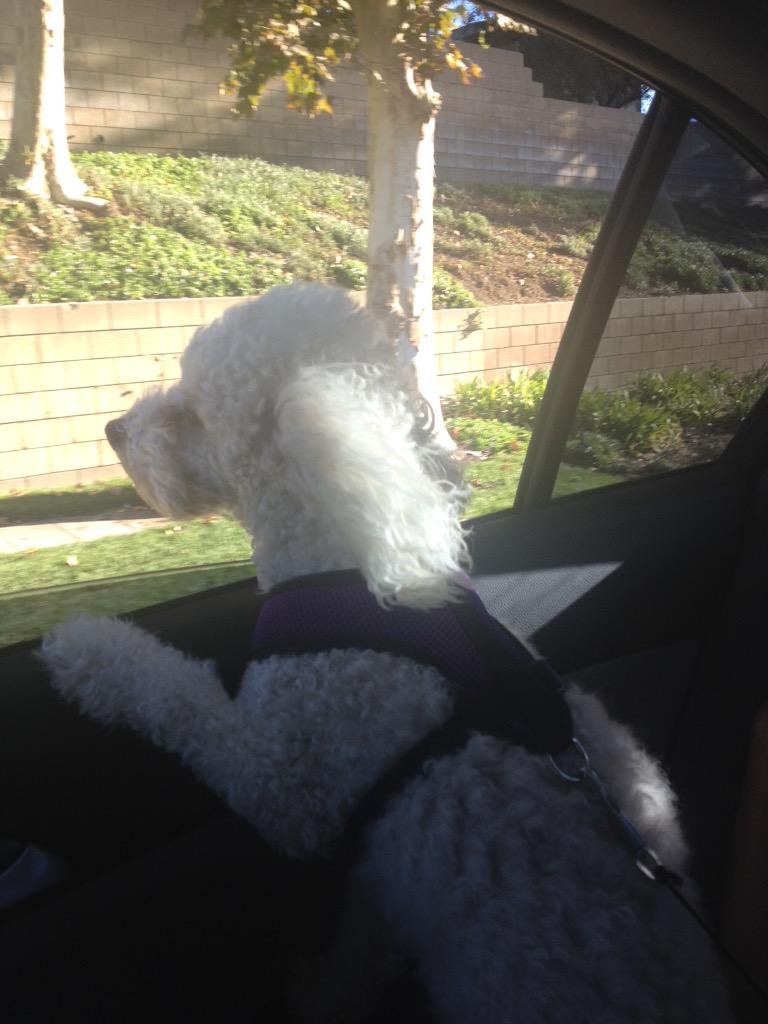 sirez72's tweet photo. #UPSpets Say Hi Benji and Romeo! http://t.co/lRWN67Ei5r