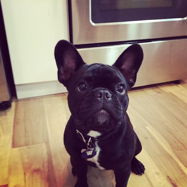 dillonthadude's tweet photo. This face gets me food every time. #spoiled #petsofinstagram #bigdillystyle #chillinwithdi… http://t.co/lyhsHe625o http://t.co/47JMthU1b2