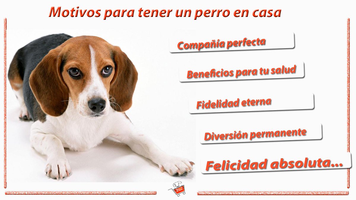 Motivos para tener un perro en casa #vivetumascota