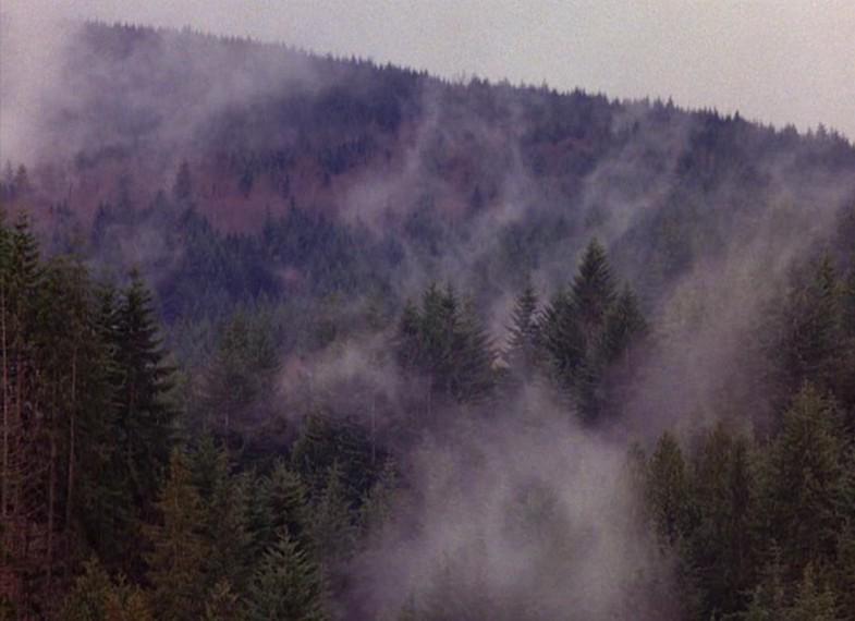 The trees whisper HAPPY BIRTHDAY to Sheryl Lee 