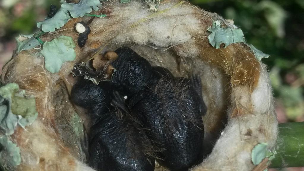 cheyotatisco7's tweet photo. Nido de Chupaflor, en un simple patio de mi abuela. Igual que mi padre, amo la tierra #FelizDiaDeLaTierra http://t.co/gocZI7RqpH