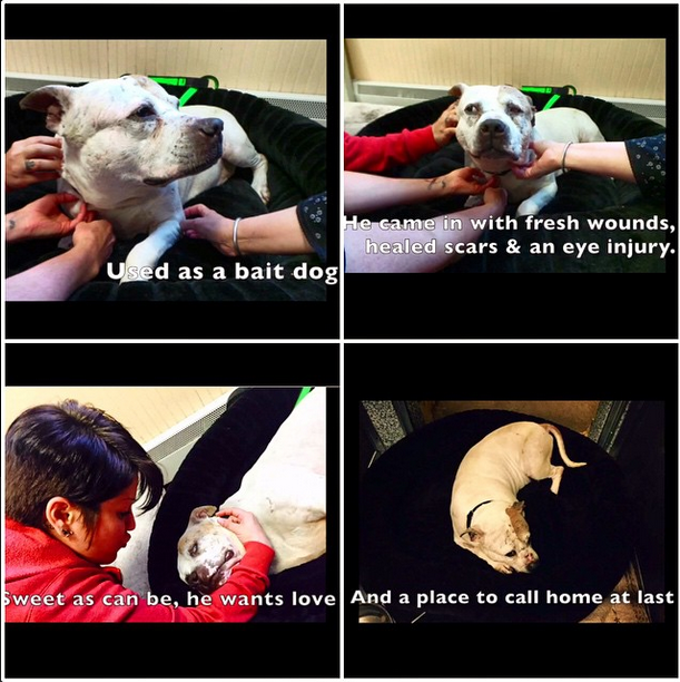 BarkBuddy's tweet photo. ADOPT MURDOCK! Drop everything and ADOPT MURDOCK http://t.co/w00DMQBcg7 http://t.co/45ifnRQfYC