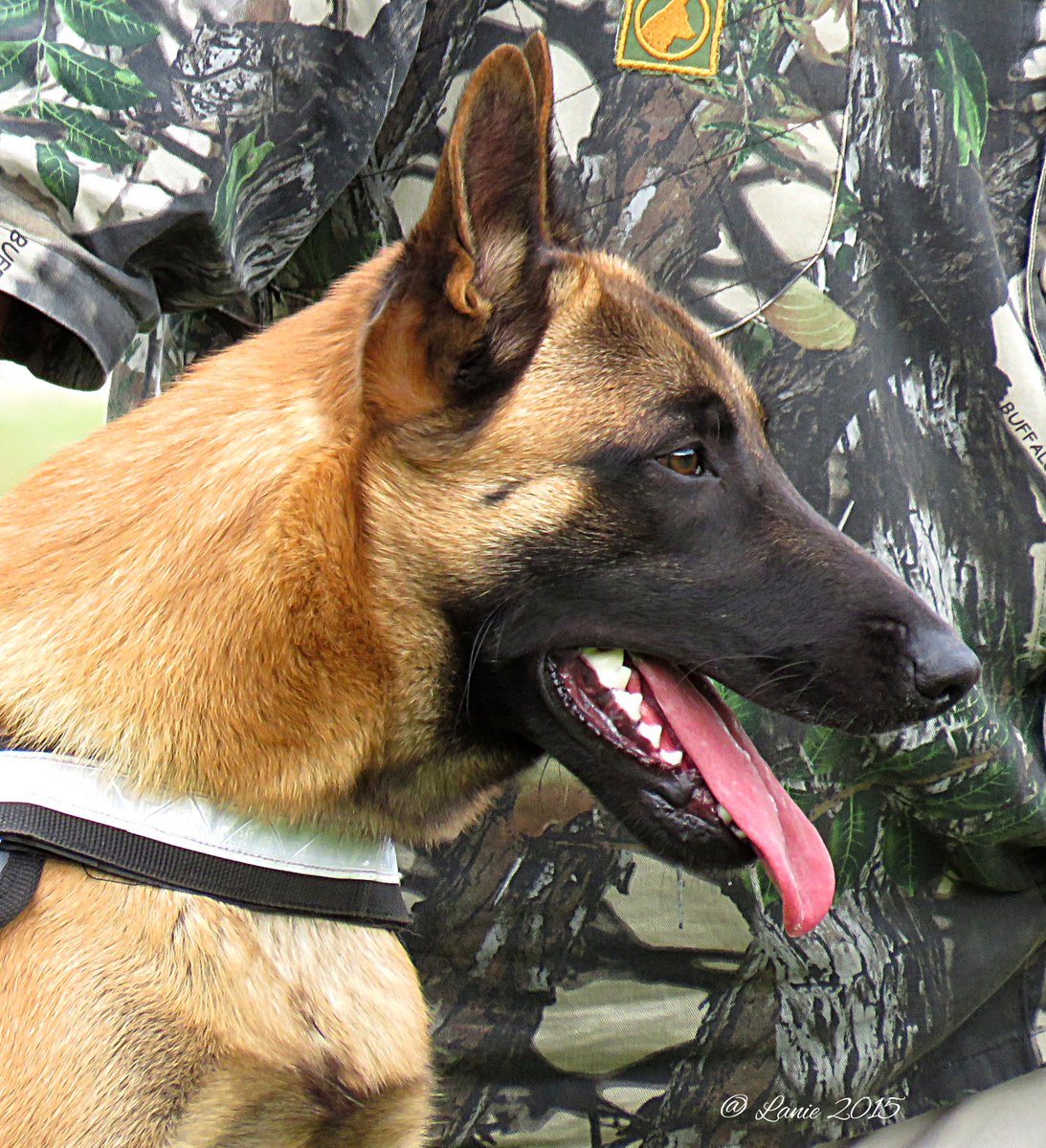 K9Ranger's tweet photo. Zorro, the Crown Prince of K9 Ranger Dog School http://t.co/LVUR1Sz72o