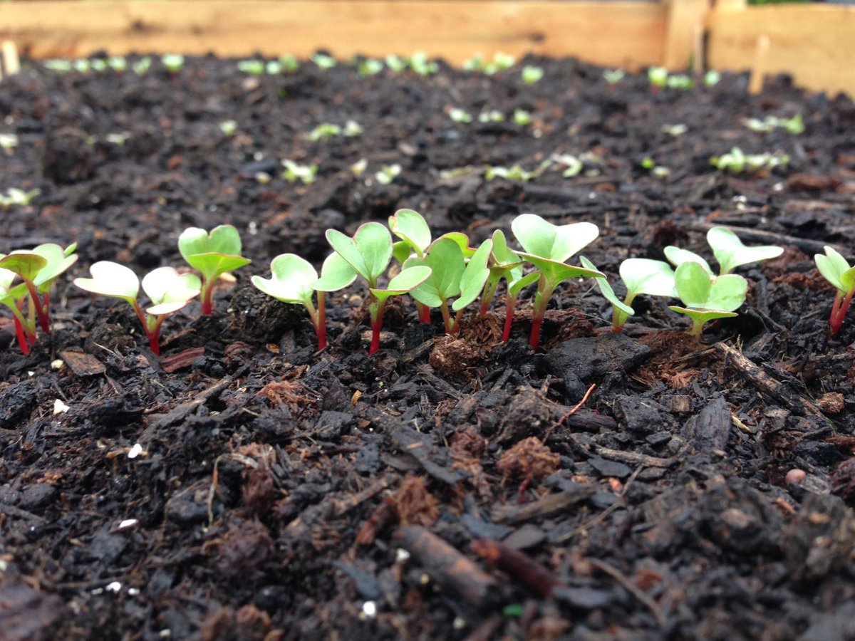 GoSproutIt's tweet image. The best way to celebrate #EarthDay is to get a little dirt under your nails. #growyourown #gardening #growsomething