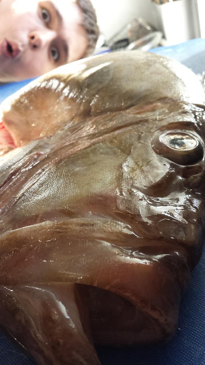 antonpiotrowsk1's tweet photo. John  dory @FletcherAndrews  who the fish http://t.co/6PsoL1RWhg