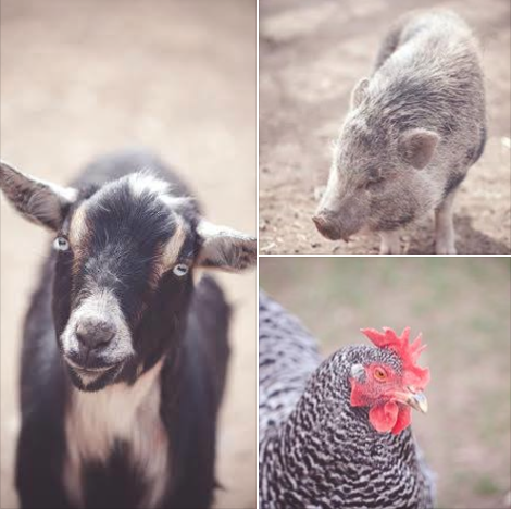 Happy #EarthDay! Here are a couple of the precious #animals we donate our #vegetable scraps to. #Sustainable #Farming