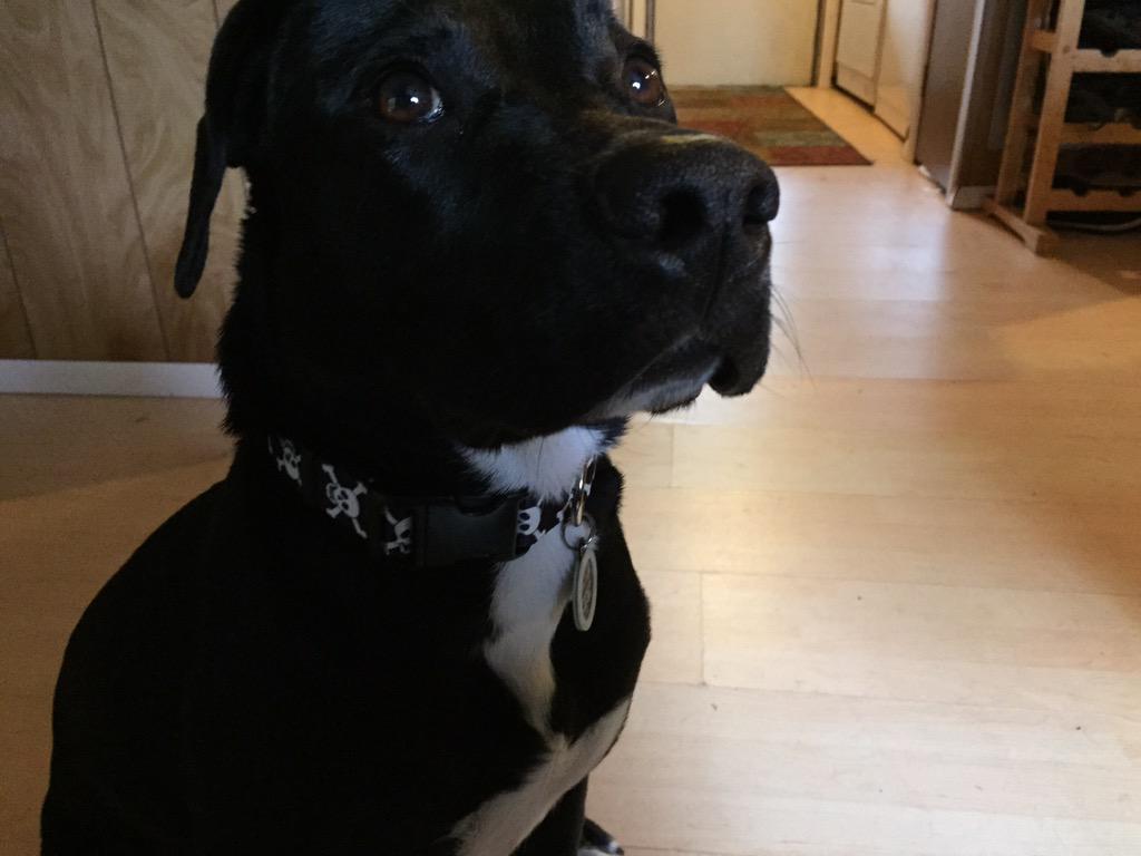 TrueBlueSitter's tweet photo. 🐶 http://t.co/oYkIY3R2ow