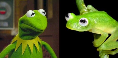 WTF - a Kermit the frog FROG.  Now I've seen everything.