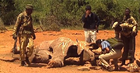 EcoWatch's tweet photo. Every 20 Minutes an Elephant Is Killed for Its Tusks http://t.co/dlZgeAFk5a @KCET @LinkTV @WWF @NWF @ConservationOrg http://t.co/oIDDZ3Fh9c