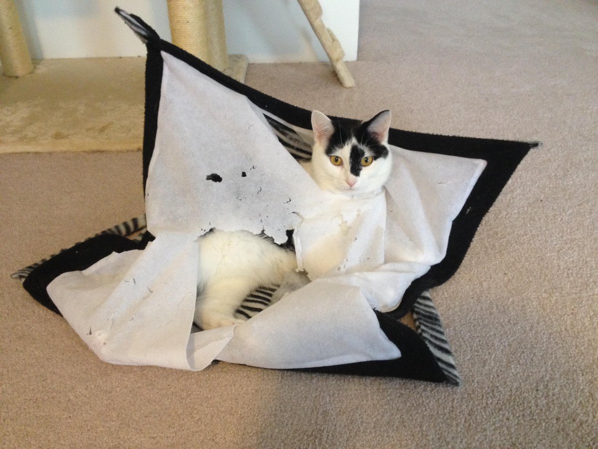 CatlateralDMG's tweet image. Lyn just found this silly place to rest! Show us your cats' unusual sleeping spots &amp;amp; we'll RT them! #CatPicWednesday