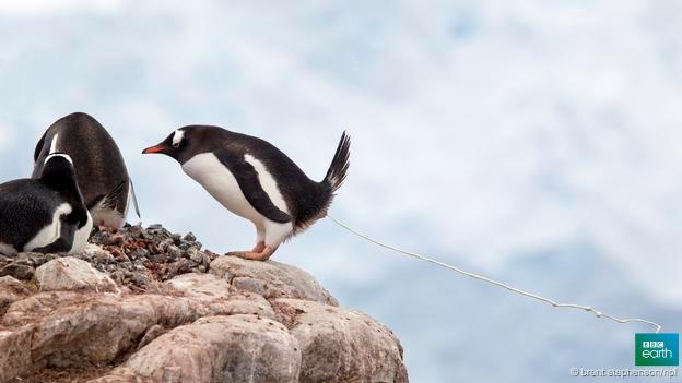 BBCEarth's tweet photo. The 17 most ridiculous things on Earth http://t.co/UiY9KzVgxz #EarthDay2015 #EarthDay http://t.co/LzjW5YjXWU