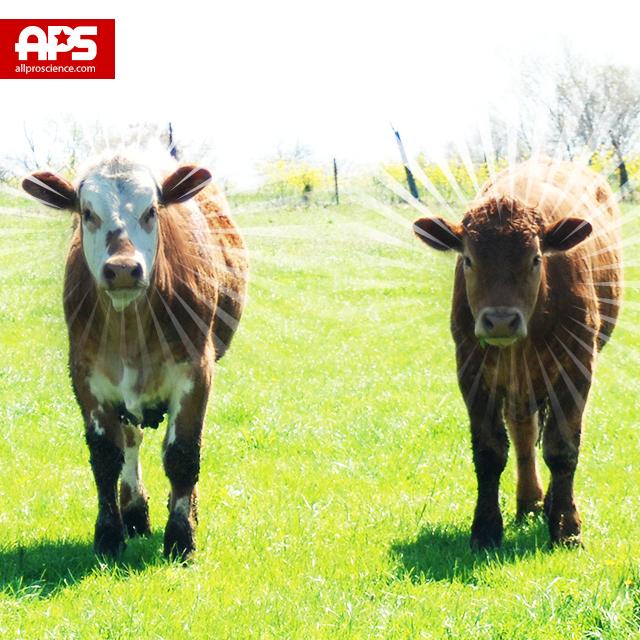 allproscience's tweet image. Happy #Cows. Happy #GrassFedWhey. #HappyEarthDay! 
Let's all celebrate the #Planet we call #Home. 👏🎉